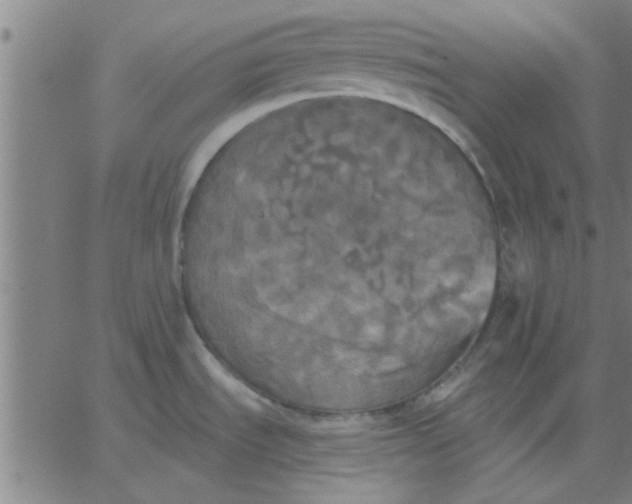 X0000067391535200604131919