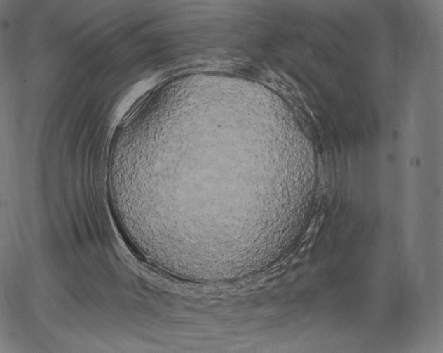 X0000067390003200604211645