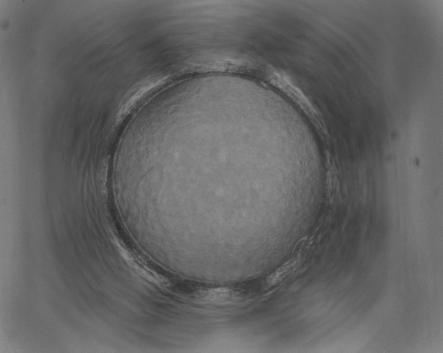 X0000067390058200604211644