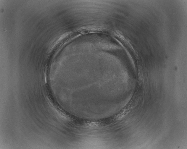 X0000067390062200604211644