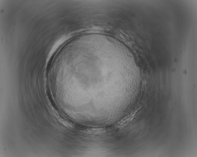 X0000067390102200604211644