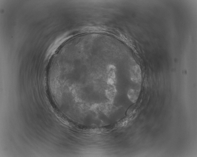 X0000067390103200604211644