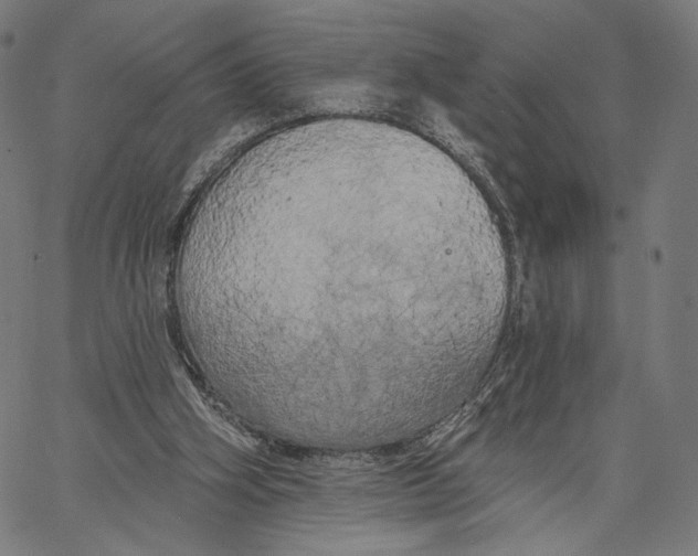 X0000067390106200604211643