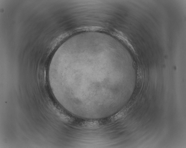 X0000067390110200604211643