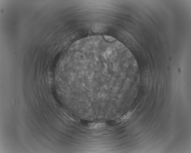 X0000067390135200604211643