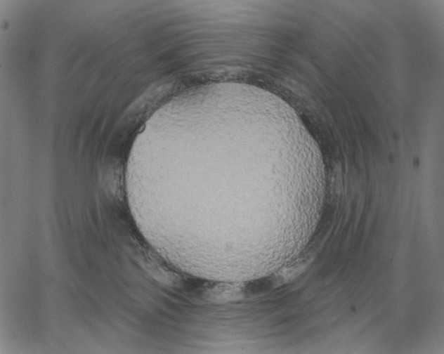 X0000067390138200604211643