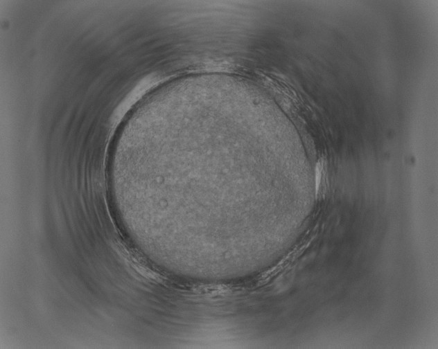 X0000067390195200604211642