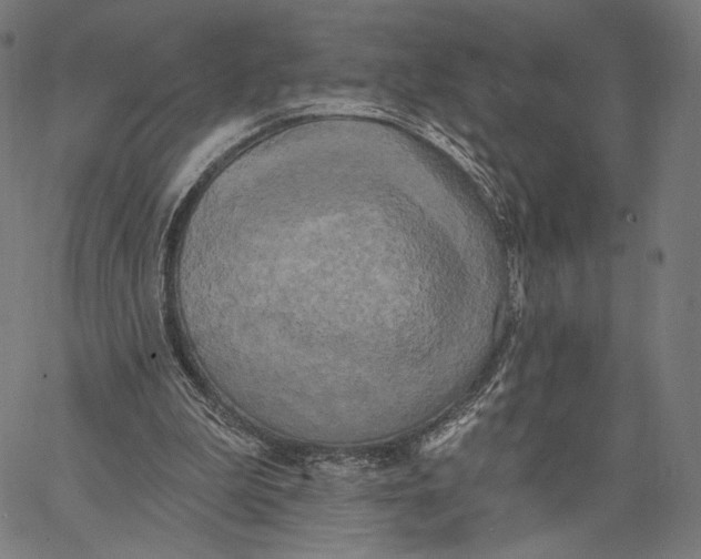 X0000067390199200604211642