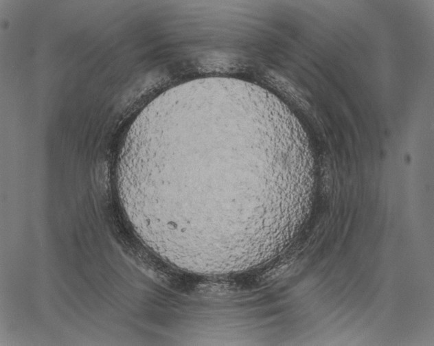 X0000067390211200604211642