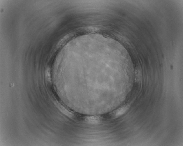 X0000067390238200604211641