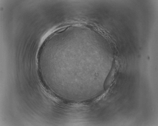 X0000067390246200604211641