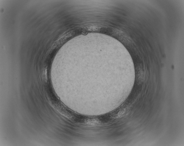 X0000067390262200604211641