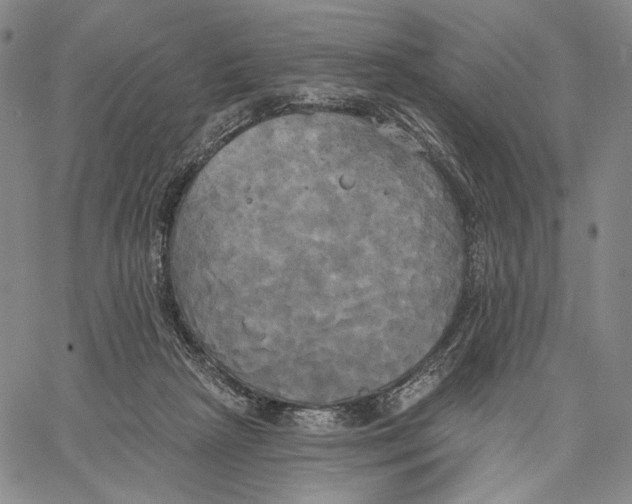 X0000067390265200604211641