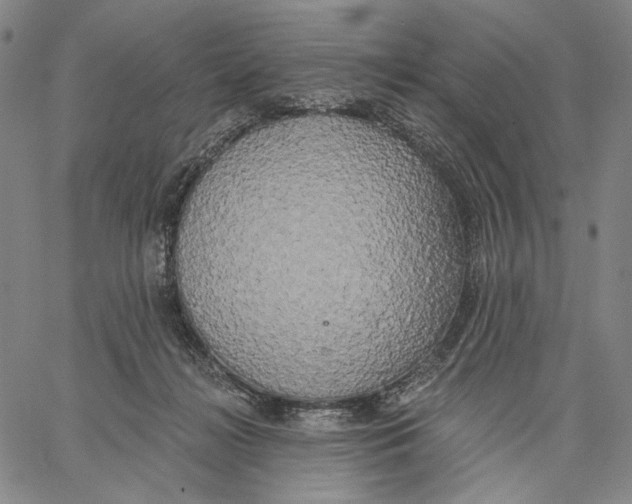 X0000067390268200604211641