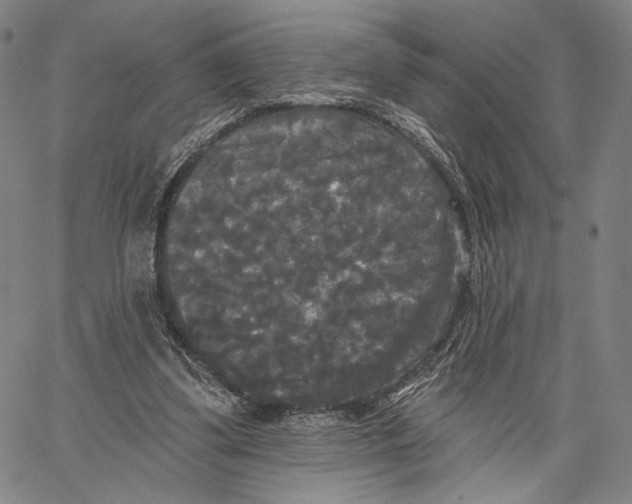 X0000067390299200604211640