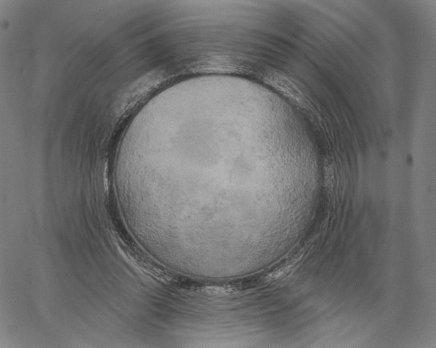 X0000067390302200604211640