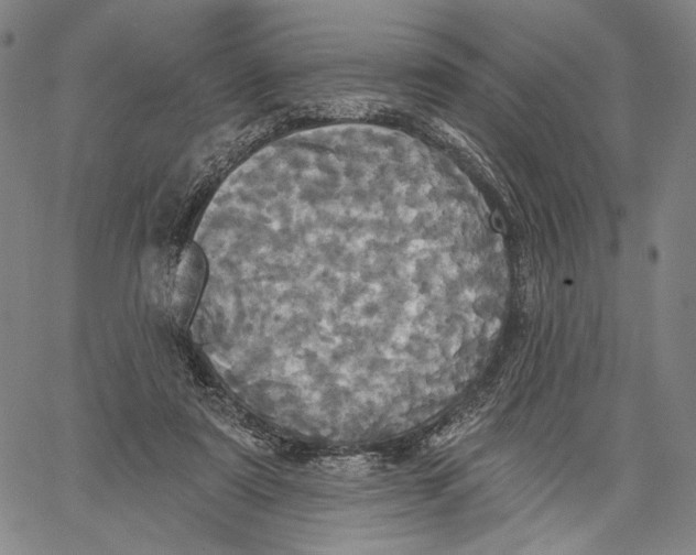 X0000067390307200604211640