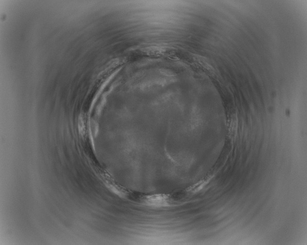 X0000067390335200604211640