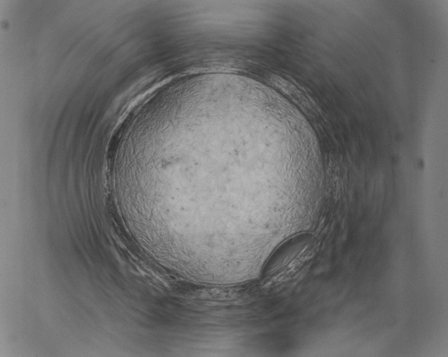 X0000067390338200604211639