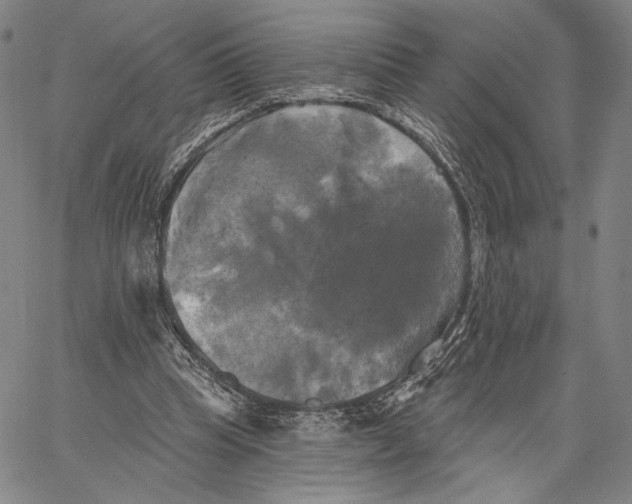 X0000067390345200604211639