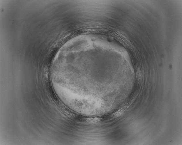 X0000067390363200604211639