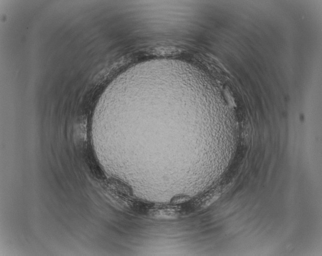 X0000067390368200604211639