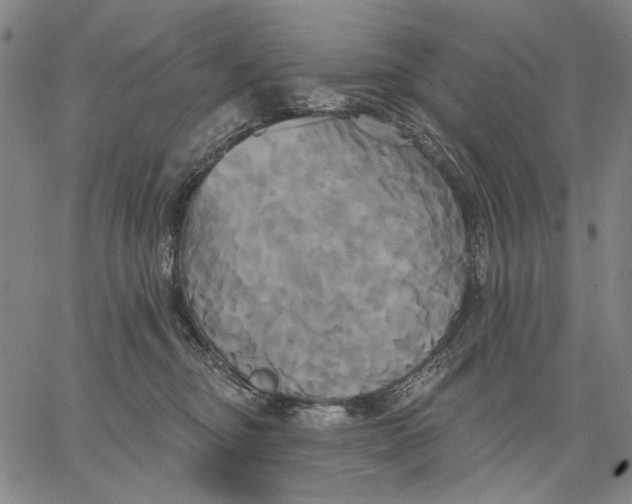 X0000067390374200604211639