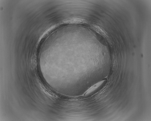 X0000067390392200604211639