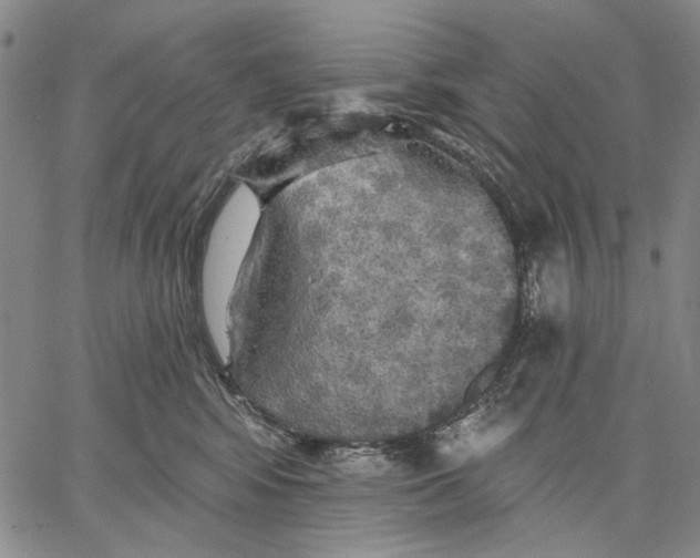 X0000067390424200604211638