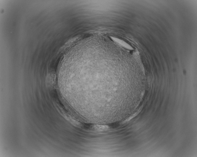 X0000067390429200604211638