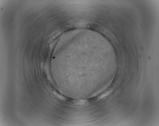 X0000067390432200604211638