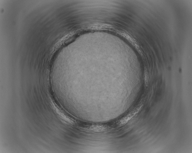 X0000067390445200604211637