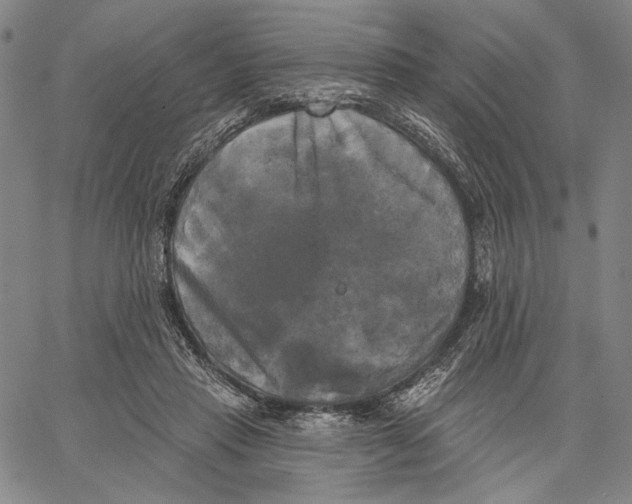 X0000067390453200604211638