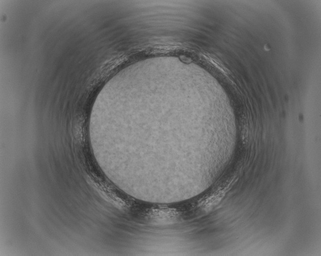 X0000067390455200604211638