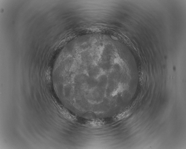 X0000067390466200604211638