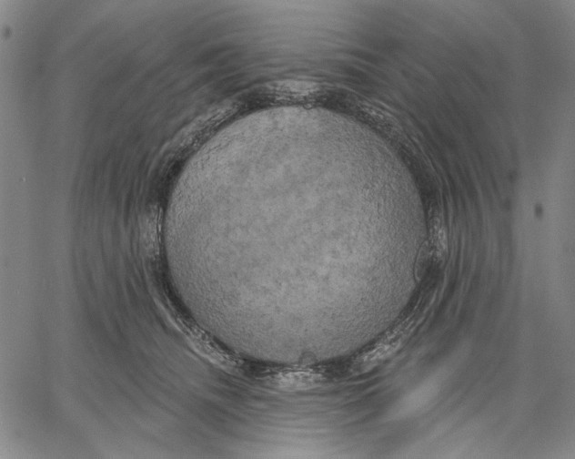 X0000067390468200604211638