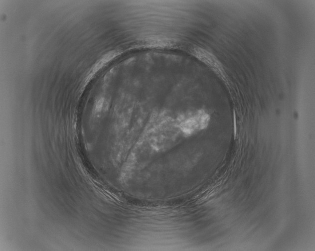 X0000067390483200604211637