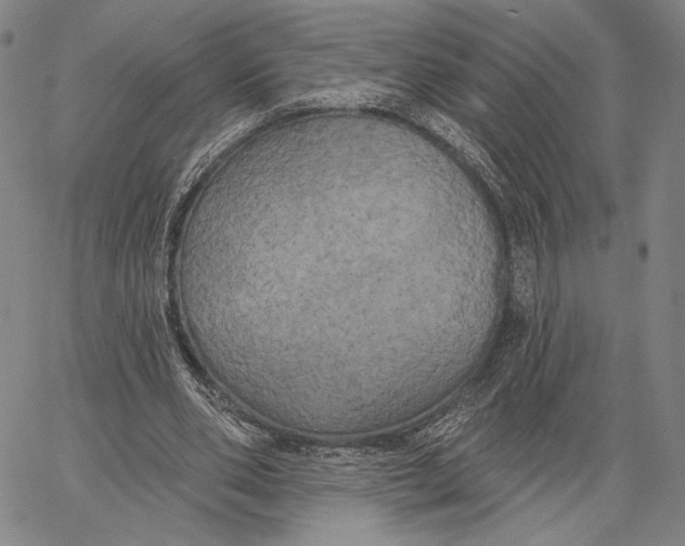 X0000067390486200604211637