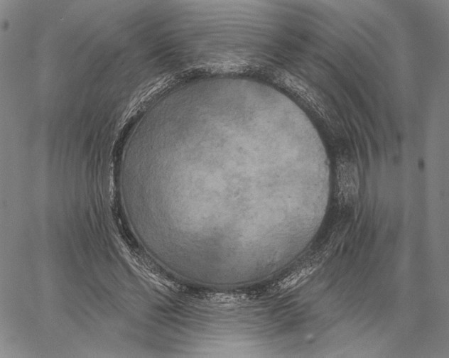 X0000067390494200604211637