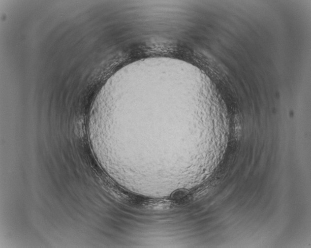 X0000067390514200604211637