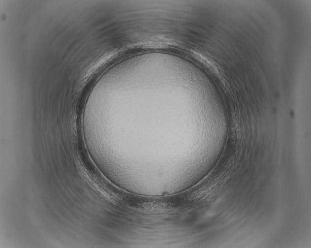 X0000067390535200604211636