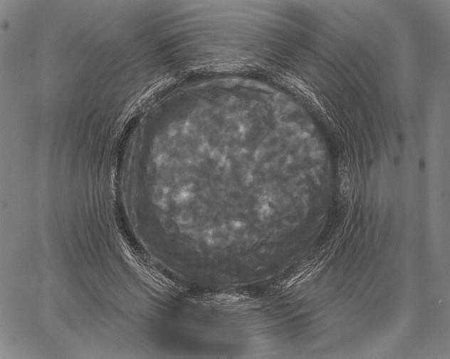 X0000067390542200604211636