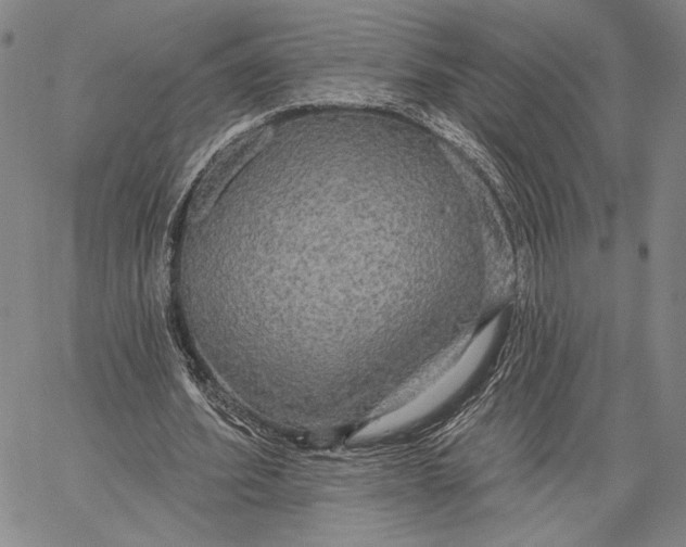 X0000067390580200604211636