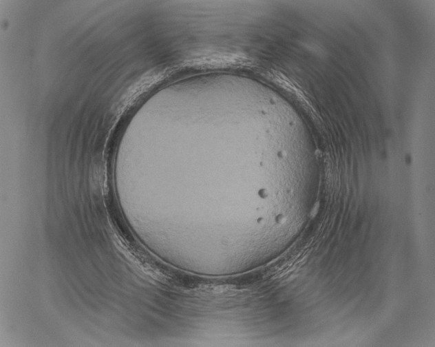 X0000067390582200604211636