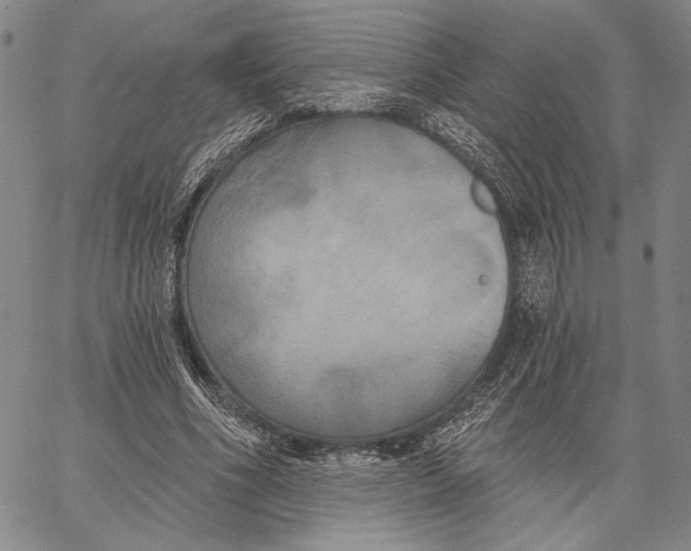 X0000067390586200604211636