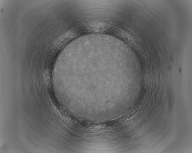 X0000067390594200604211635