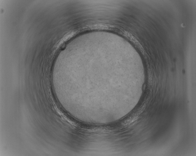 X0000067390625200604211634