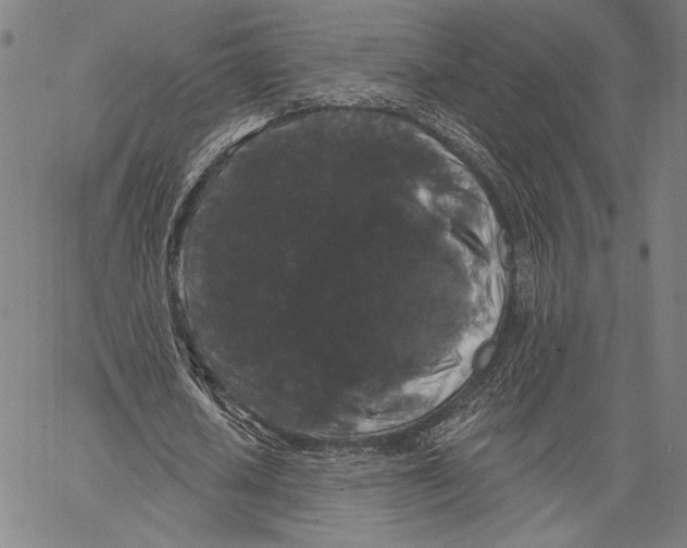 X0000067390626200604211634