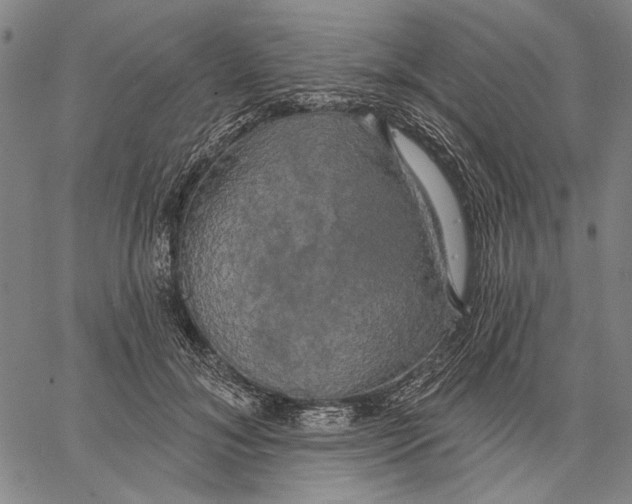 X0000067390700200604211634