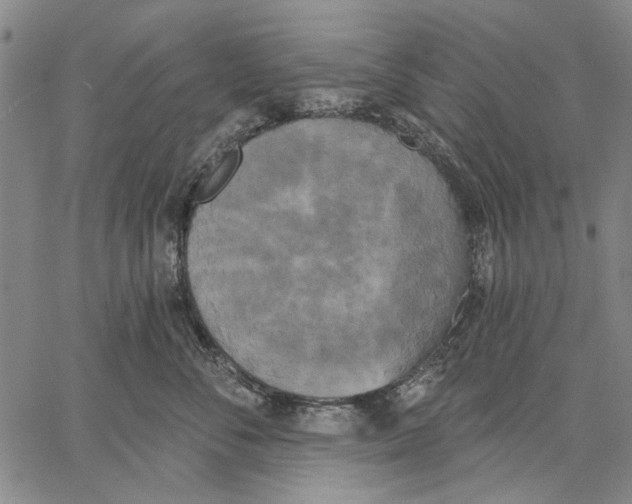 X0000067390716200604211633